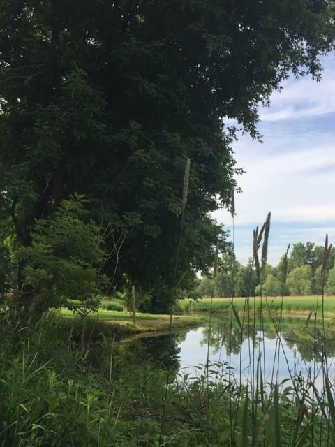 A peaceful landscape featuring a large tree by a river, with greenery and calm water.