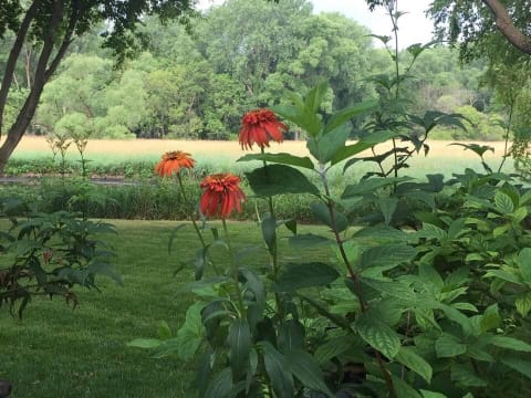 Vibrant orange flowers in a garden with a lush green background and distant fields.