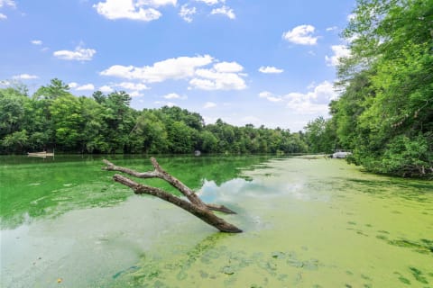 A serene river with green algae and a wooden branch extending into the water, bordered by trees under a blue sky with clouds.