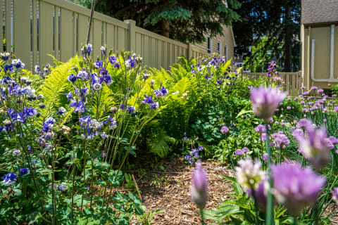 A garden featuring blue and white Columbine flowers, ferns, and purple chives against a beige fence.