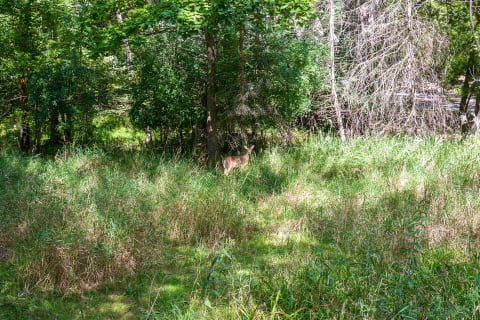 A deer standing in tall grass under tree cover in a forest.