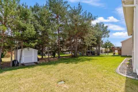 Backyard with a white shed nestled among tall trees and a green lawn.