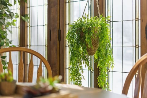 A dining area with a hanging green plant, wooden chair, and stained glass windows.